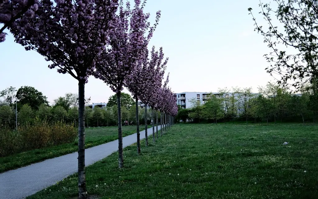 Spring blossoms in a city park