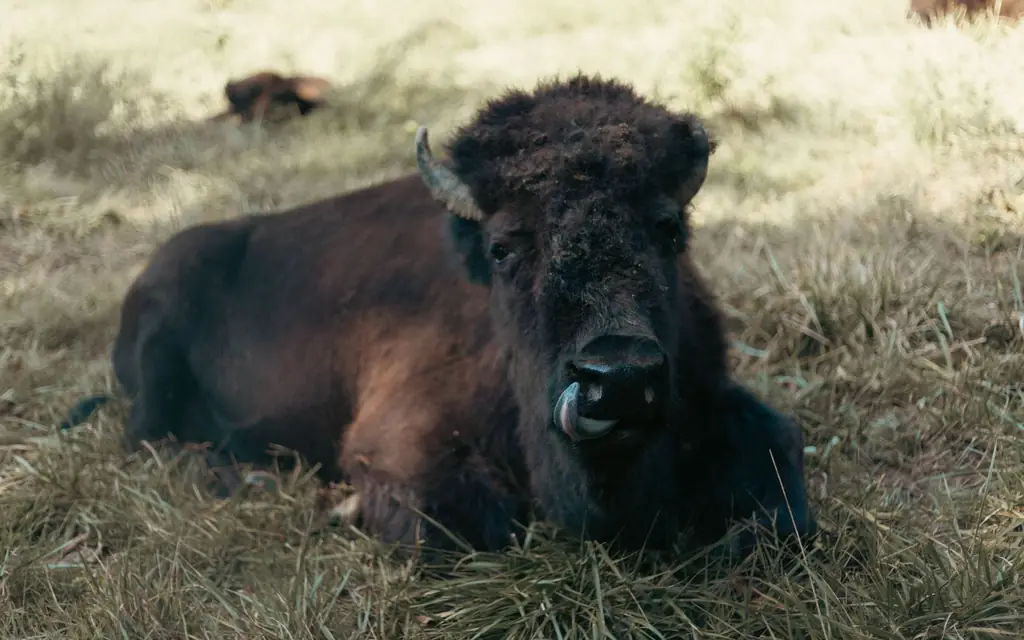 A bison grazing on the prairie