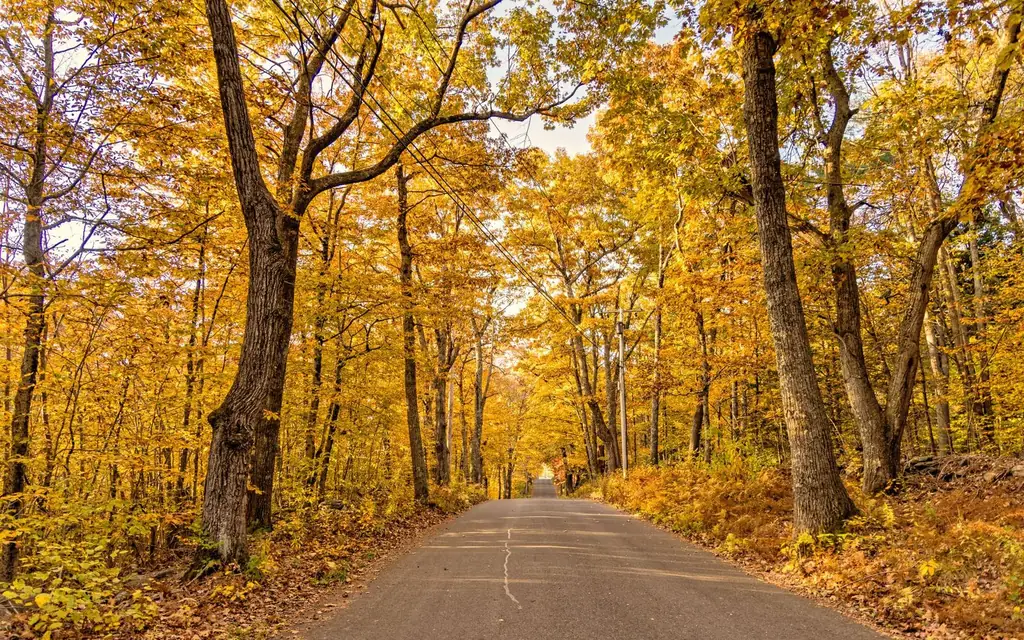 Autumn colours in Gatineau Park