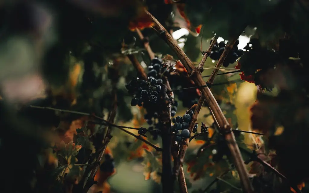 Frozen grapes on the vine for icewine