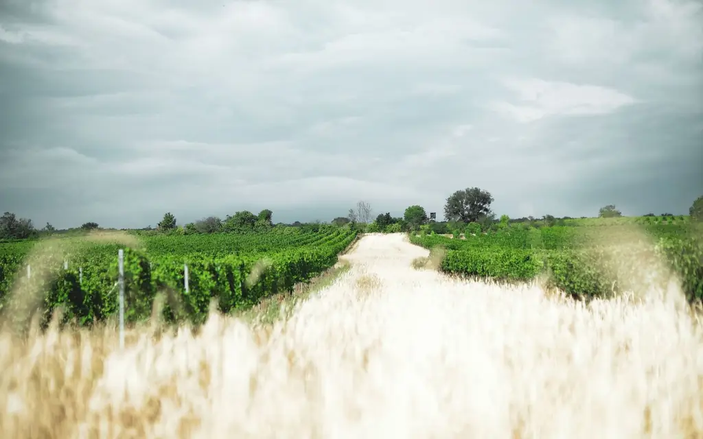 Vineyard in Niagara-on-the-Lake
