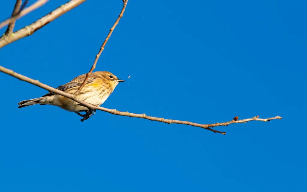 A warbler during spring migration