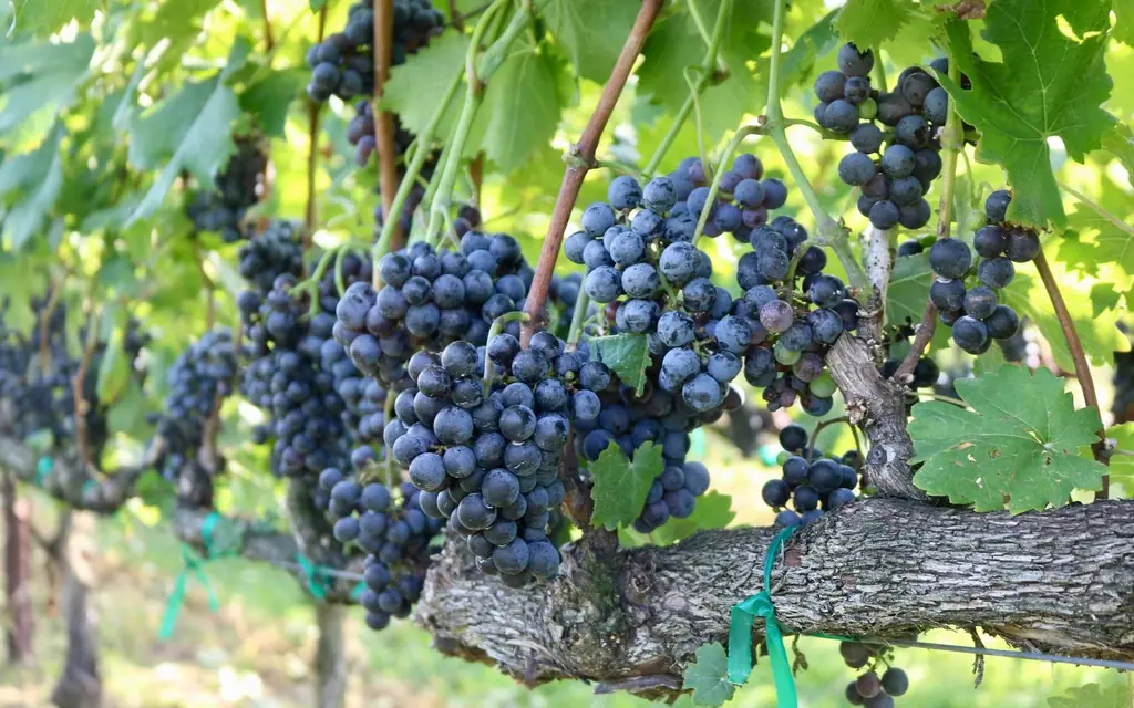 Vineyard rows at an Ontario winery