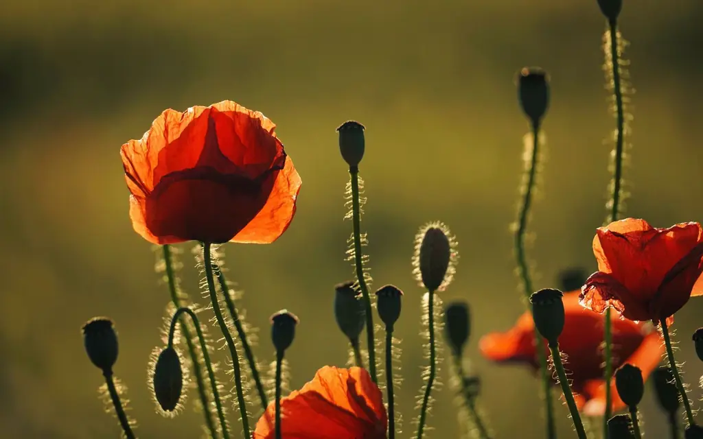 Poppies laid for Remembrance Day