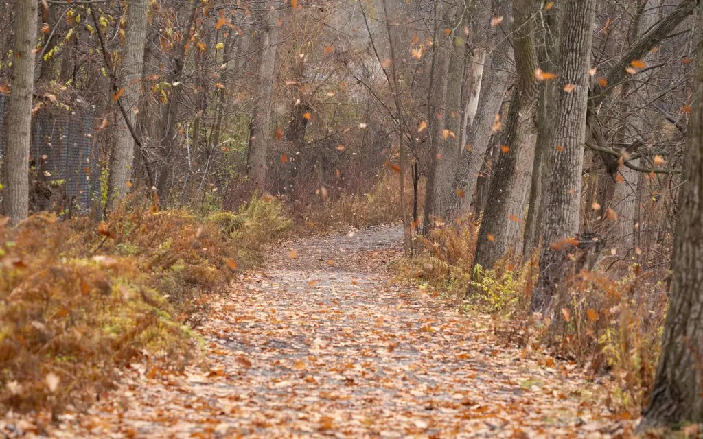 A forest trail in a river valley