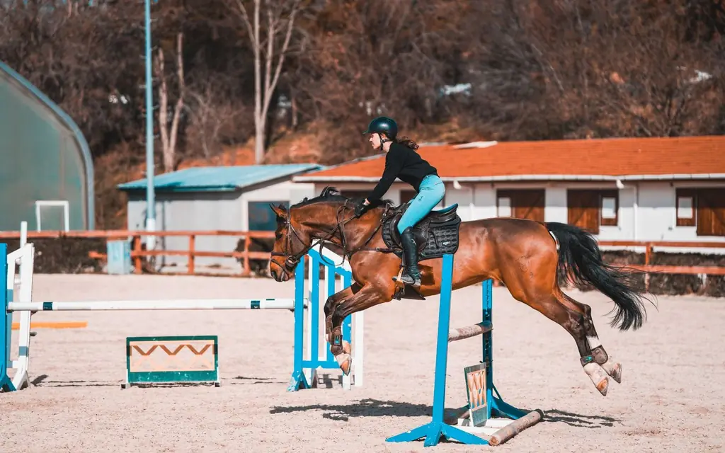 A show jumper clearing a fence