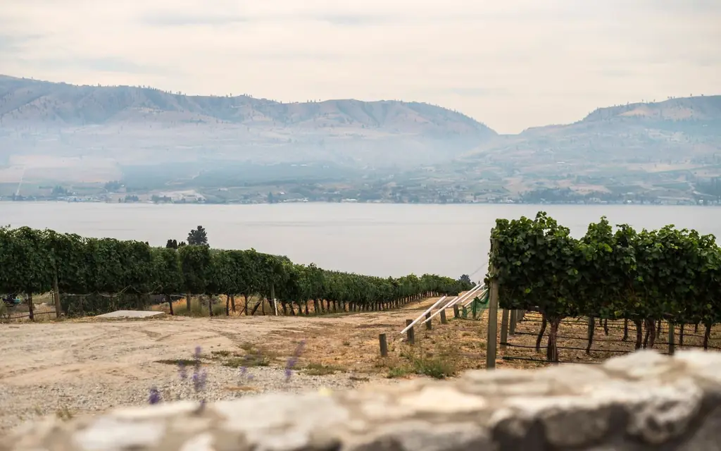 Vineyard above Okanagan Lake