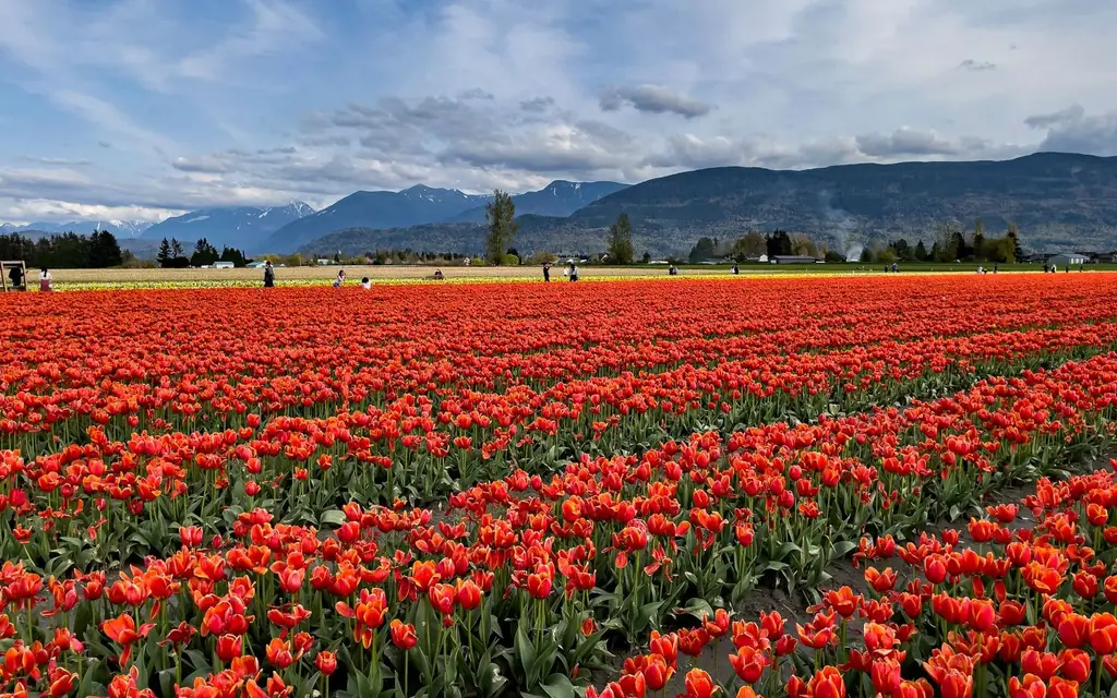 Tulip fields below the mountains in the Fraser Valley