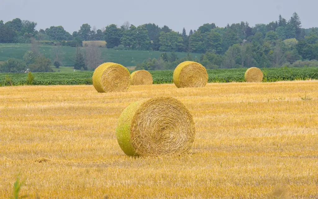 Hay bales on Ontario farmland
