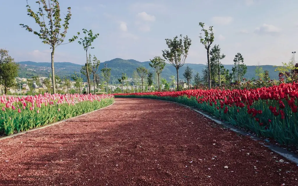 A garden path lined with tulips